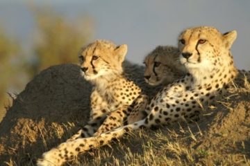 Kenya and Tanzania safaris