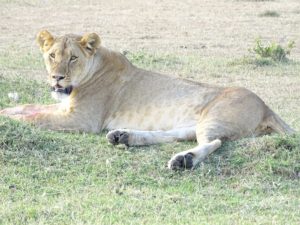 Nairobi National park day trip