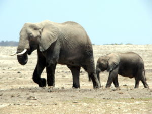 Mombasa safari
