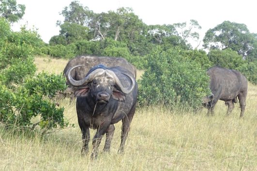 budget masai mara safari
