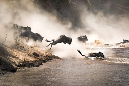 Great Migration Masai Mara