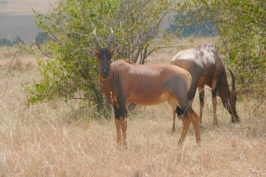 Lake Nakuru National Park Day Trip from Nairobi