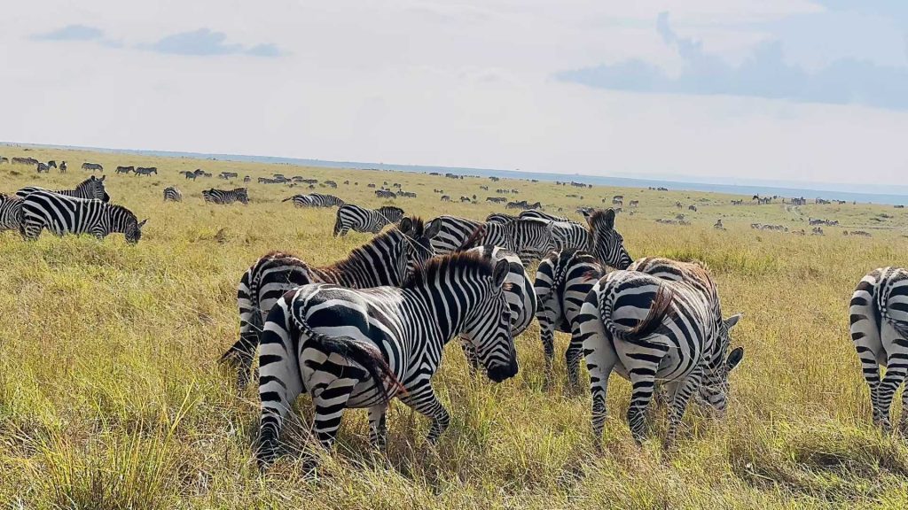 Zebras grazing in the vast Serengeti park in Tanzania jpg