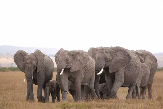 7 Days 6 Nights Tanzania Safari