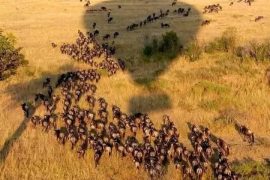 6 Days Special Calving of the Wildebeest Safari