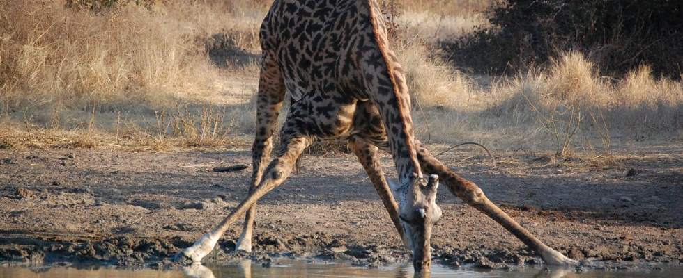 Girafe stretching to drink water in Tsavo Kenya jpg