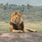 A lion relaxing on a rock in the expansive Maasai Mara Kenya webp