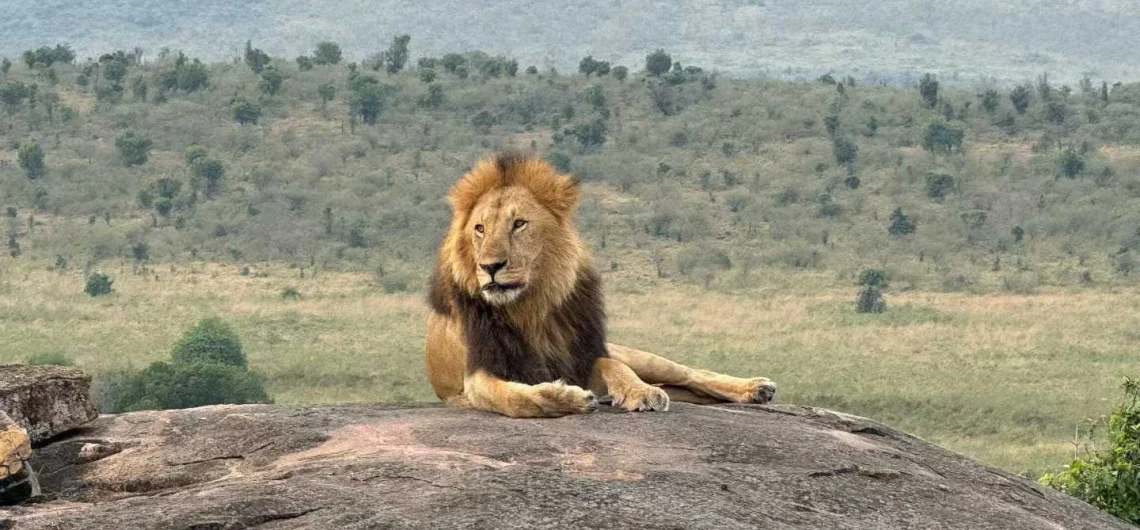 A lion relaxing on a rock in the expansive Maasai Mara Kenya webp