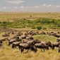 Wildebeest herd grazing in the Mara triangle Kenya jpg